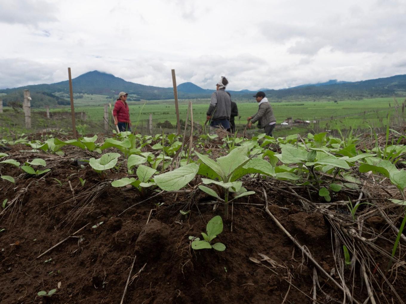 People farming in the field